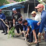 Ular Sanca Panjang Lima Meter Dievakuasi Damkar Kota Pekalongan