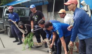 Ular Sanca Panjang Lima Meter Dievakuasi Damkar Kota Pekalongan