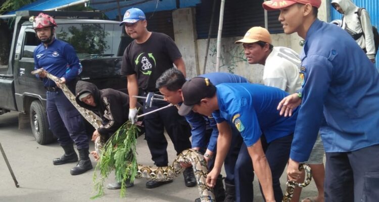 Ular Sanca Panjang Lima Meter Dievakuasi Damkar Kota Pekalongan