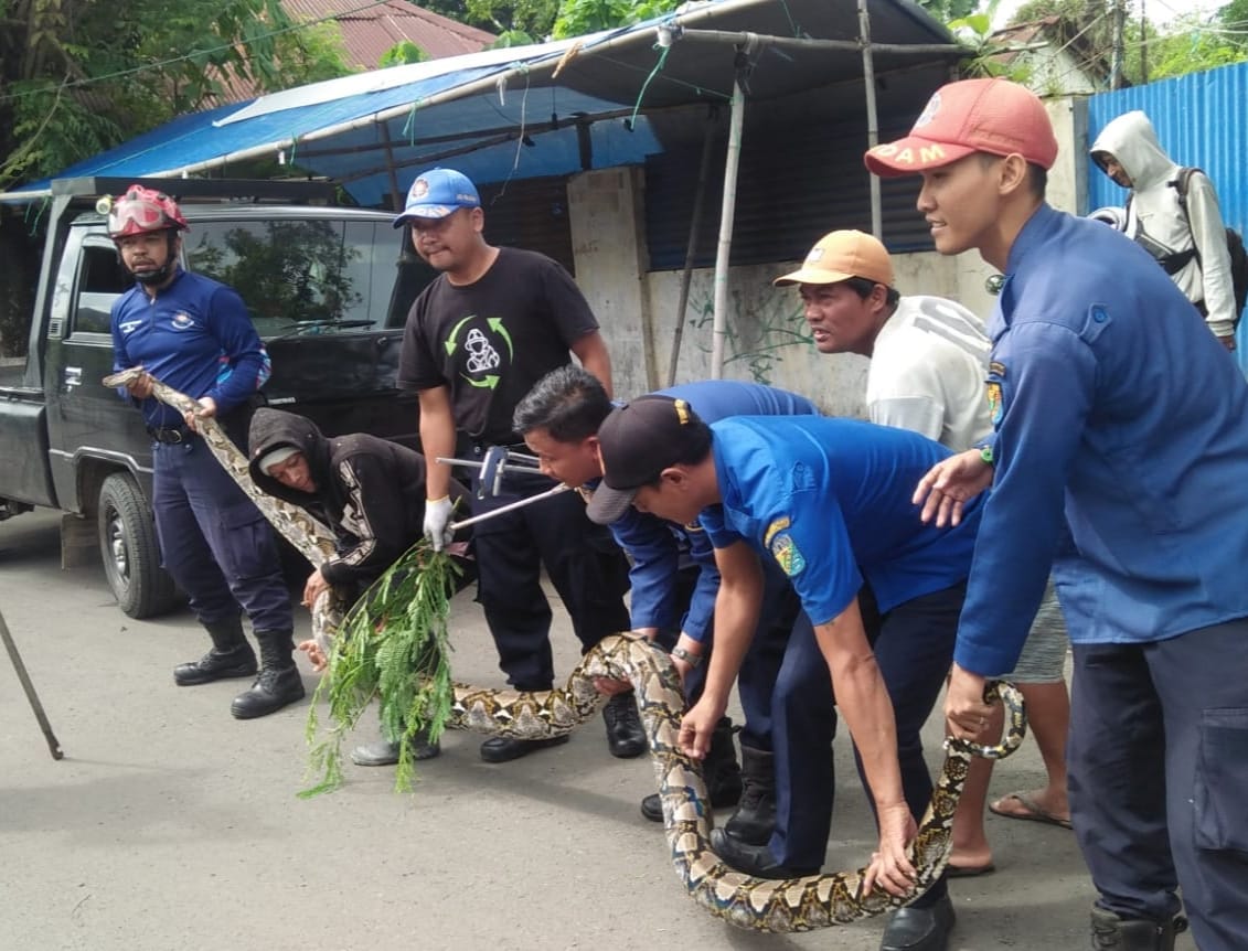 Ular Sanca Panjang Lima Meter Dievakuasi Damkar Kota Pekalongan